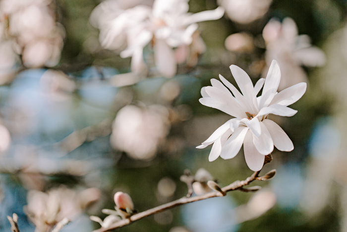 Flower in spring